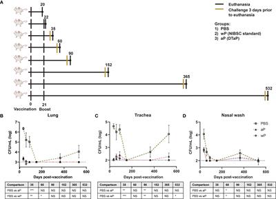 Long-Term Analysis of Pertussis Vaccine Immunity to Identify Potential Markers of Vaccine-Induced Memory Associated With Whole Cell But Not Acellular Pertussis Immunization in Mice